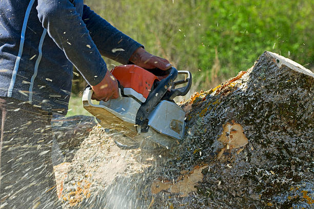 The Steps Involved in Our Tree Care Process in Jessup, PA